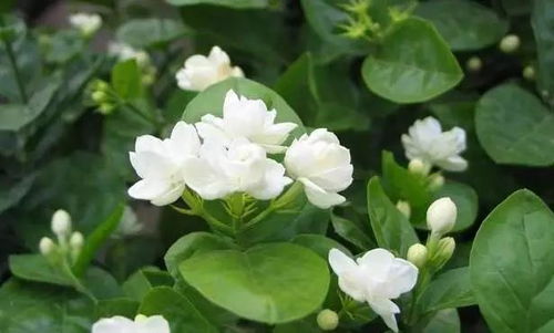 夏天養(yǎng)花不用愁，這12種花卉越曬越旺盛，種一次驚艷整個夏天