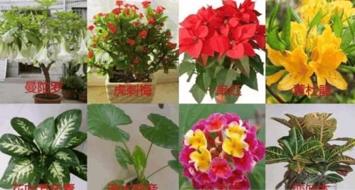 臥室養(yǎng)花需謹(jǐn)慎 這8種常見花卉或傷身，這些安全植物讓居室更健康