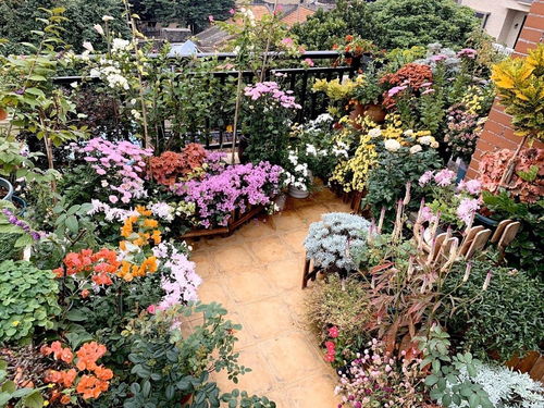她把陽臺(tái)變成小花園 只養(yǎng)一種植物，365天的蛻變