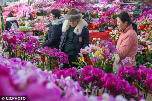 年宵花卉市場旺 精準(zhǔn)對接促種植花卉產(chǎn)業(yè)蝶變